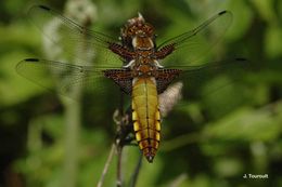 Image of Broad-bodied chaser