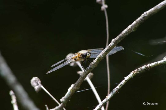 Image of Four-spotted Chaser