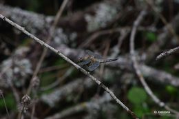 Image of Four-spotted Chaser