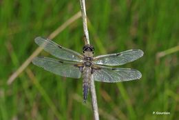 Image of Four-spotted Chaser