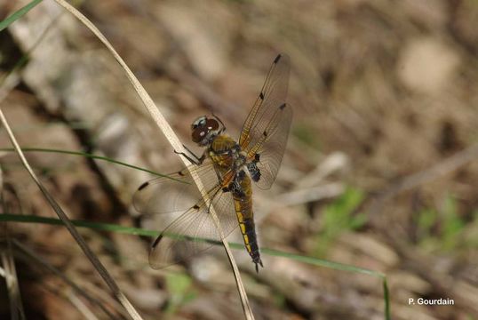 Image of Four-spotted Chaser