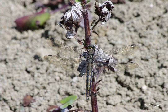 Image of Black-tailed Skimmer