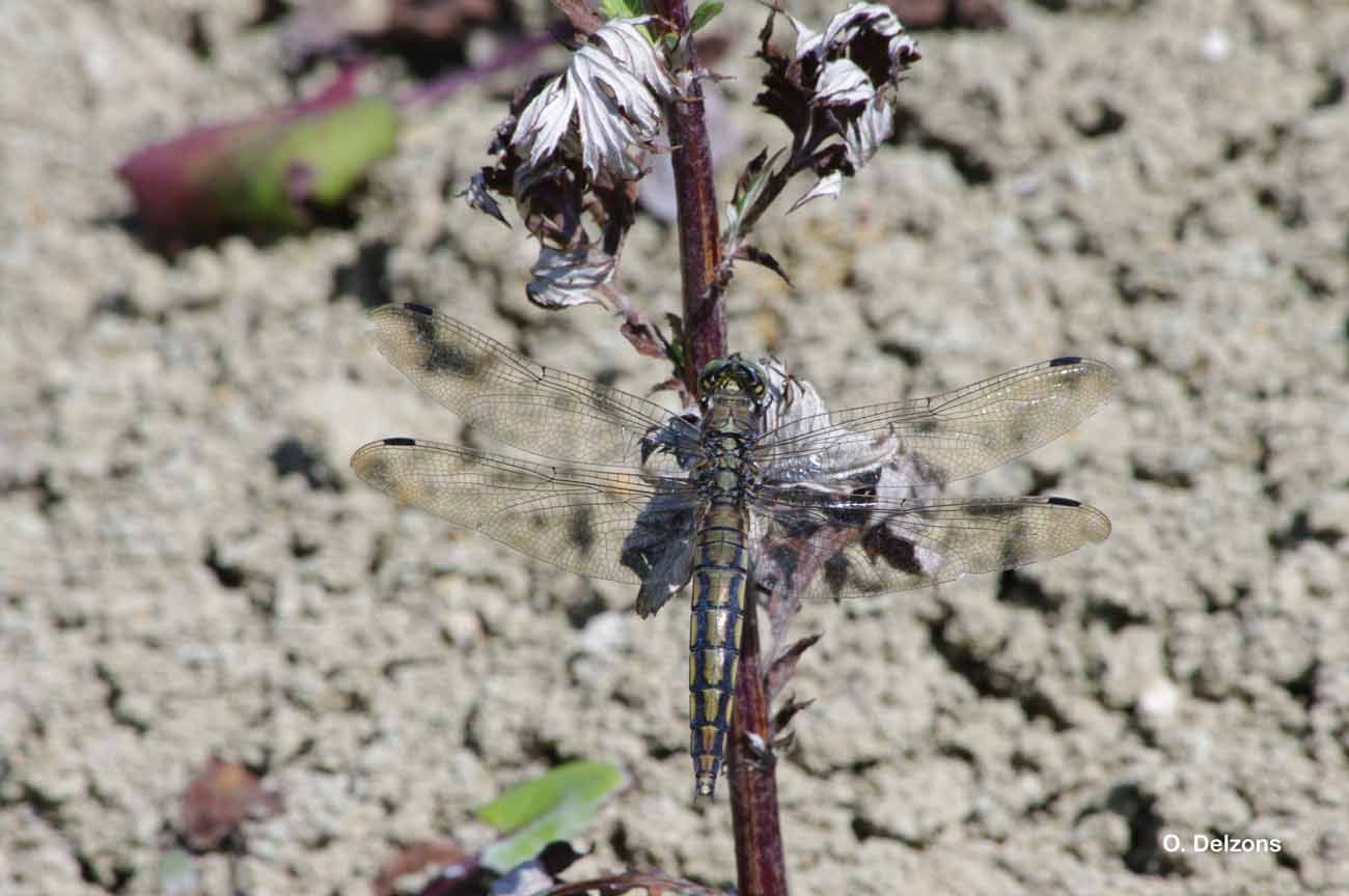 Image of Black-tailed Skimmer