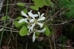 Image of Snowy Mespilus