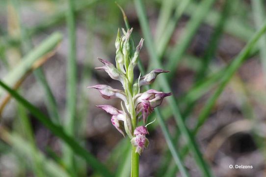 Image of Bug Orchid