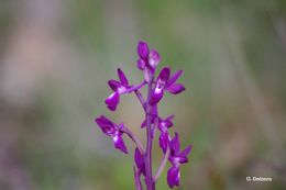 Anacamptis laxiflora (Lam.) R. M. Bateman, Pridgeon & M. W. Chase的圖片