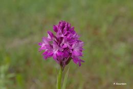 صورة Anacamptis pyramidalis (L.) Rich.