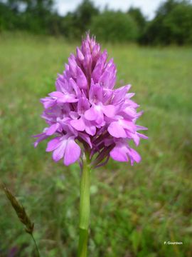 صورة Anacamptis pyramidalis (L.) Rich.