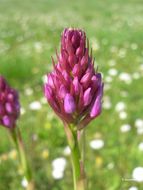 صورة Anacamptis pyramidalis (L.) Rich.