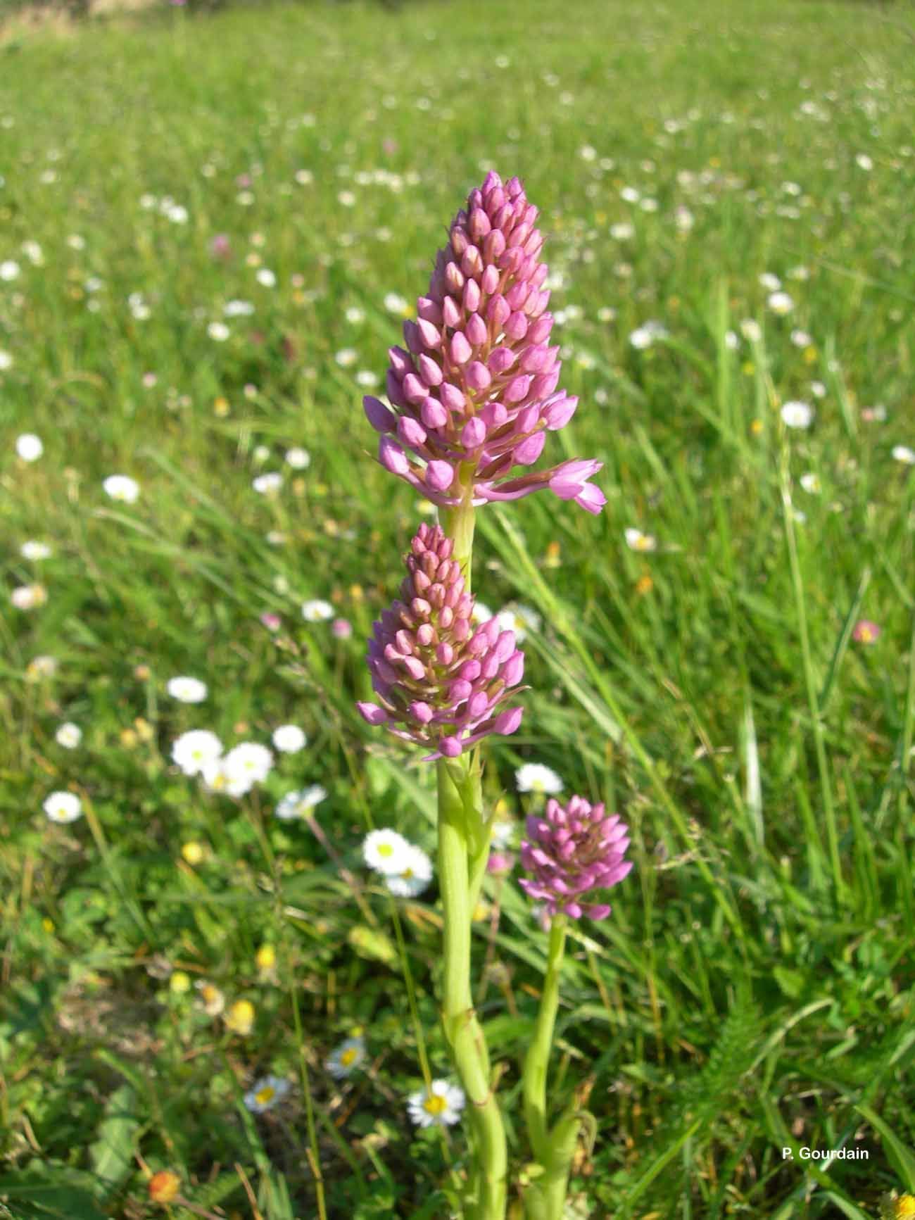 صورة Anacamptis pyramidalis (L.) Rich.