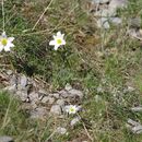 Image de Pulsatille des Alpes