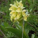 Image of <i>Dactylorhiza sambucina</i> (L.) Soó