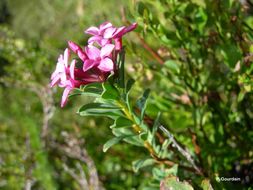 Image of garland flower