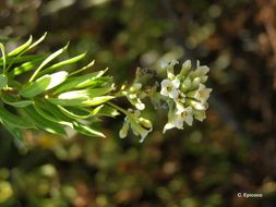 Image of Flax-Leaved Daphne