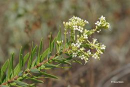 Image of Flax-Leaved Daphne