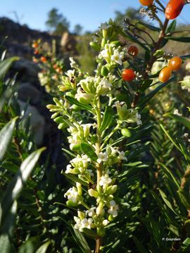 Image of Flax-Leaved Daphne