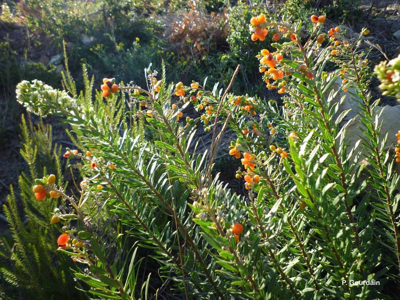 Image of Flax-Leaved Daphne