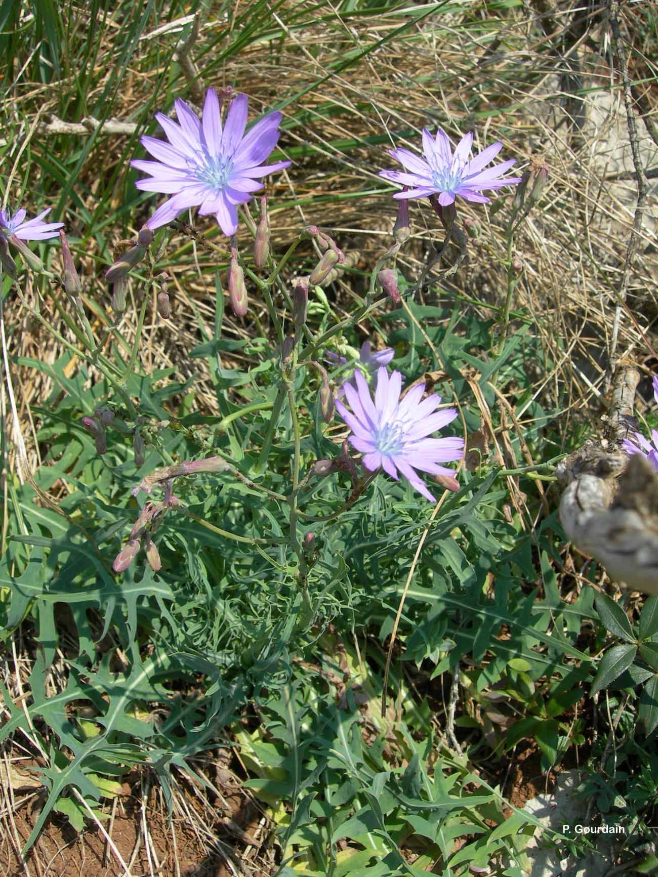 Lactuca perennis L. resmi