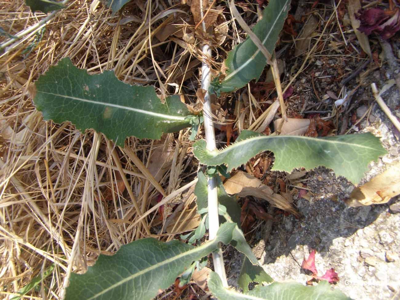 Image of prickly lettuce