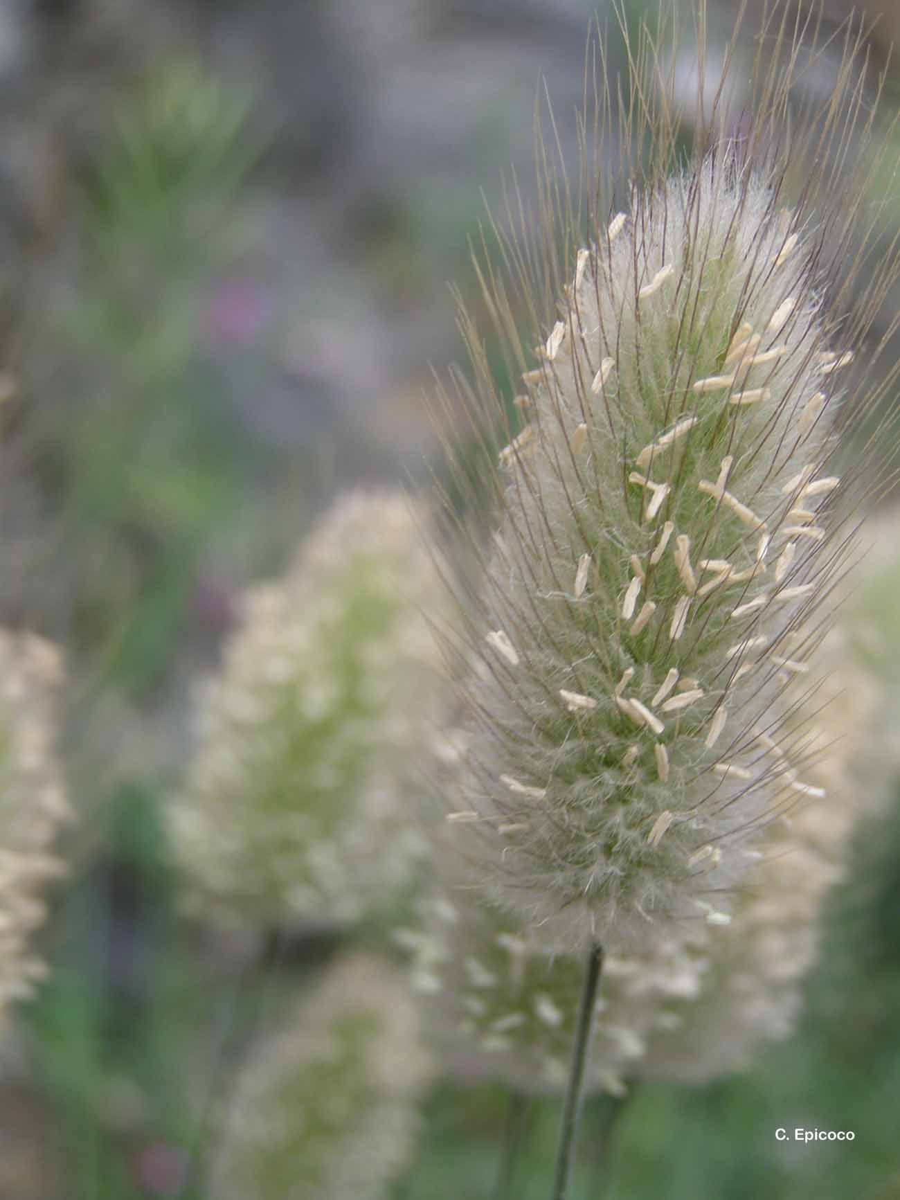 Image of harestail grass