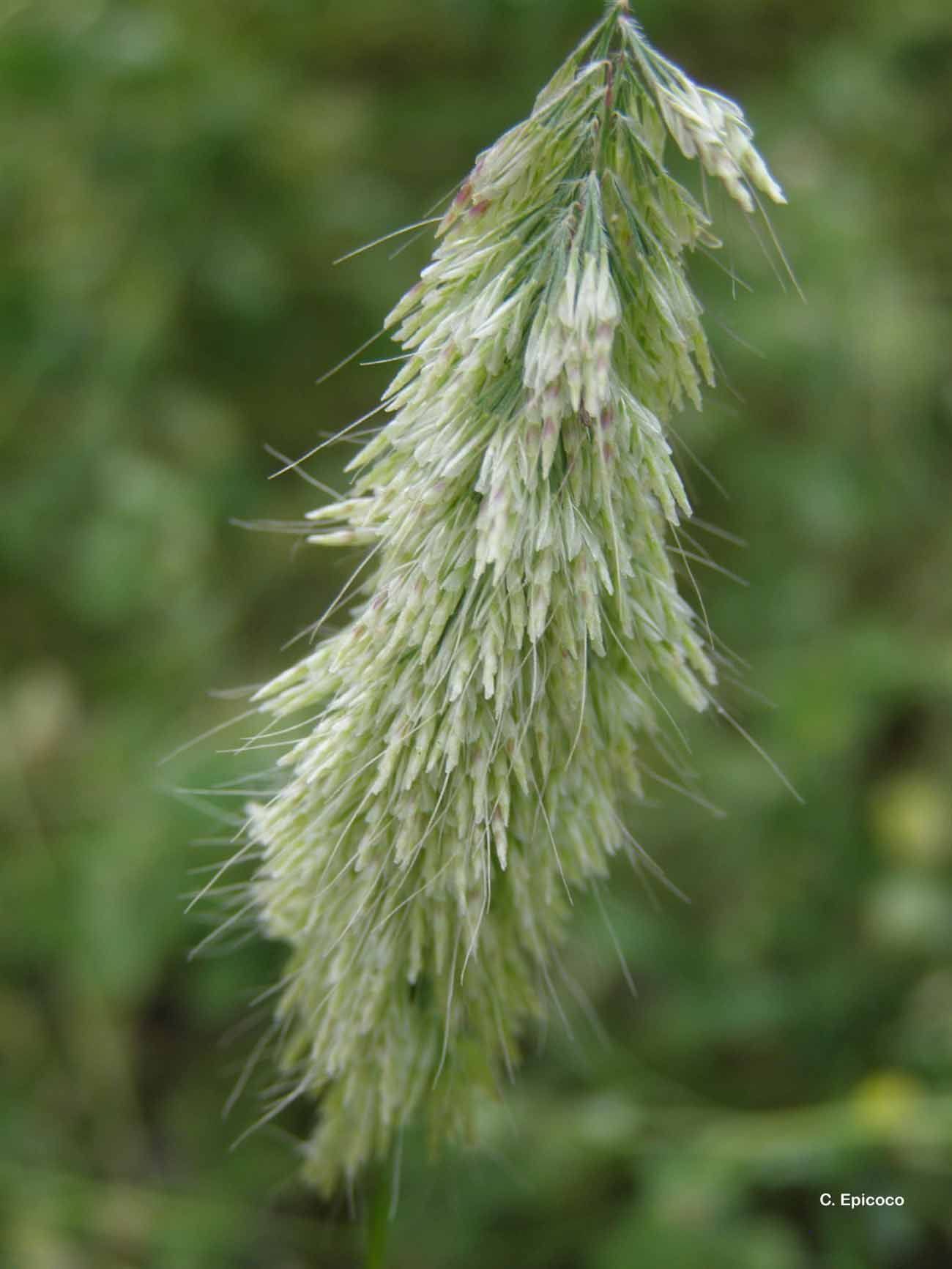 Lamarckia aurea (L.) Moench resmi