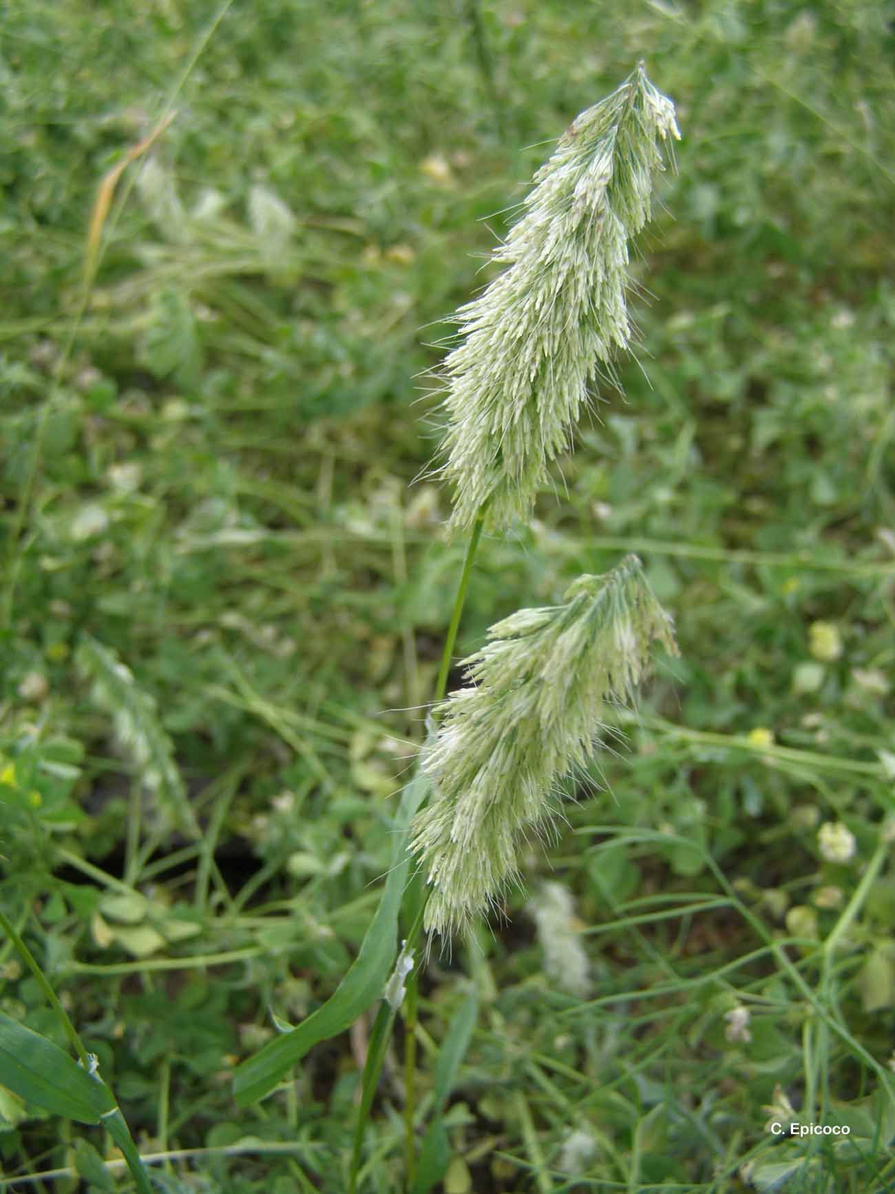 Lamarckia aurea (L.) Moench resmi