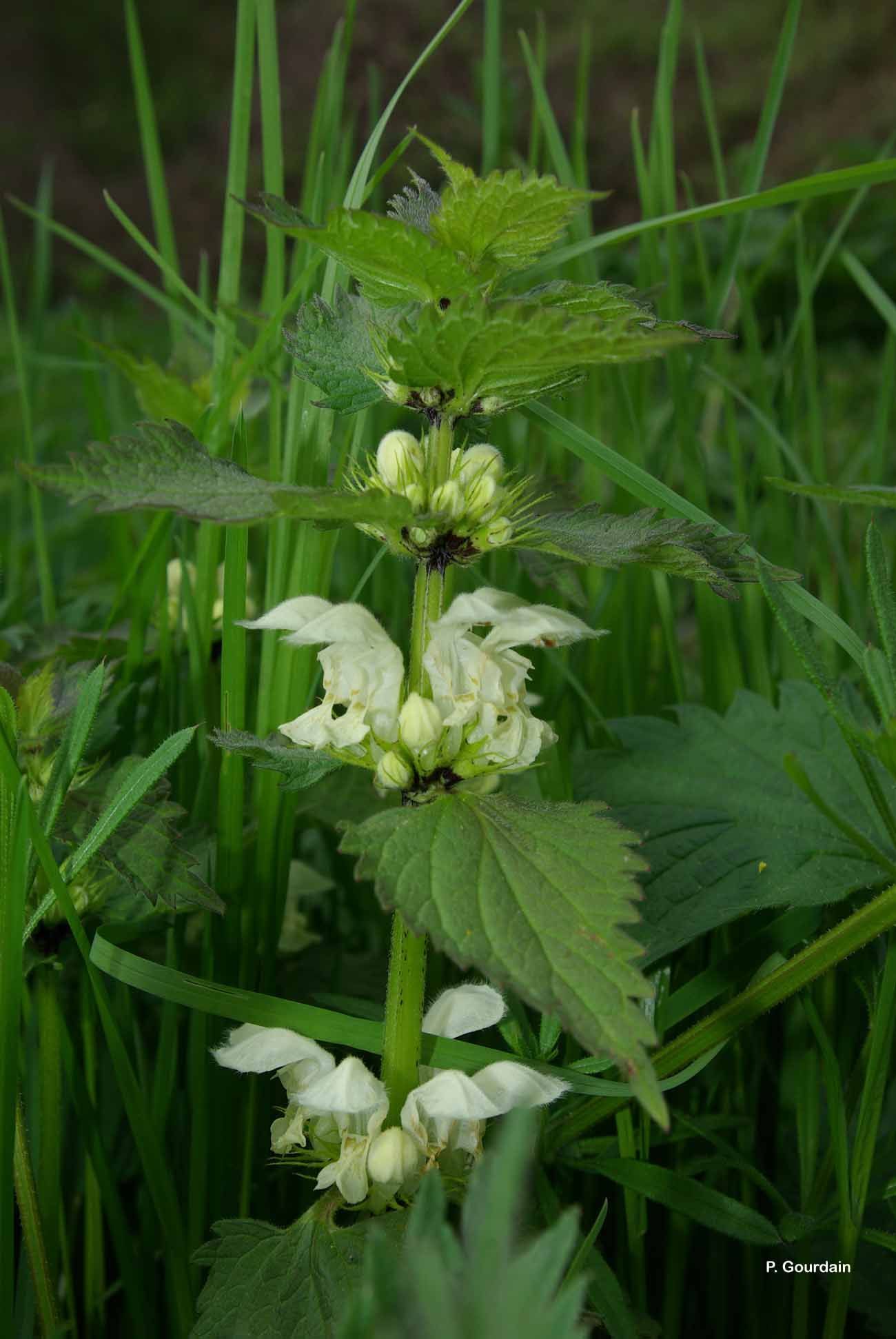 Image of white deadnettle