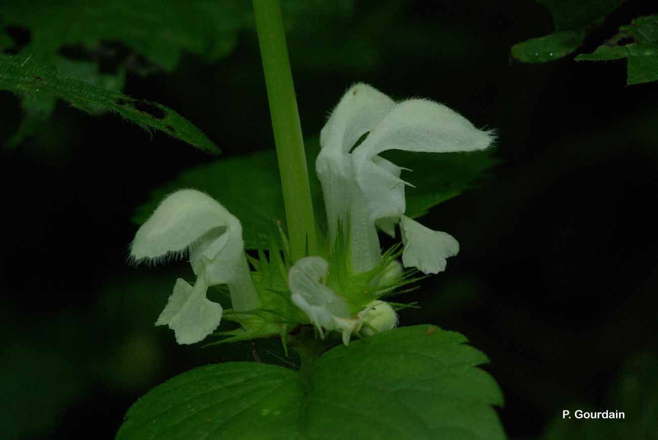 Image of white deadnettle