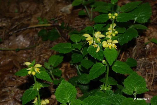 Plancia ëd Lamium galeobdolon (L.) L.