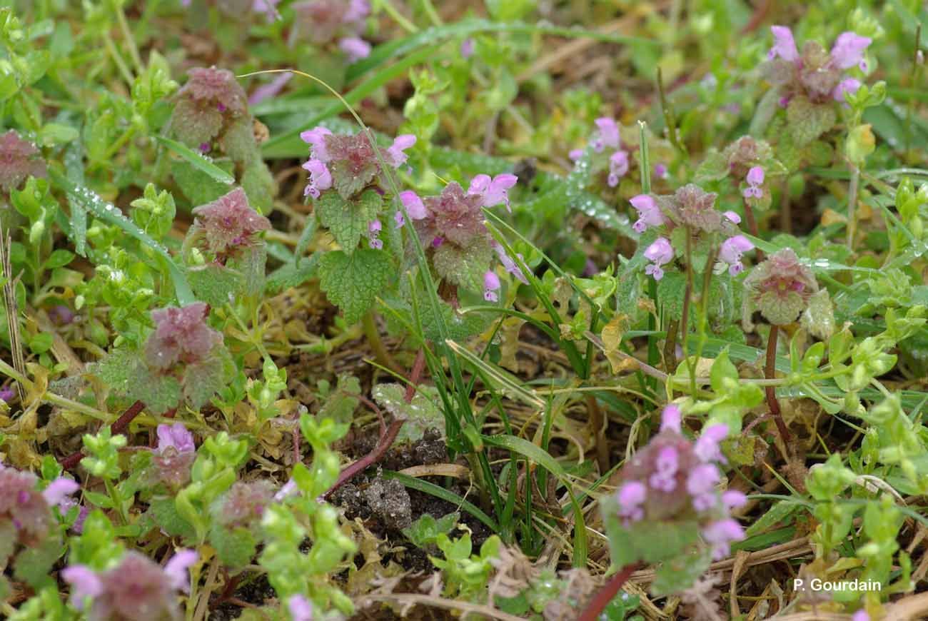 Image of purple archangel