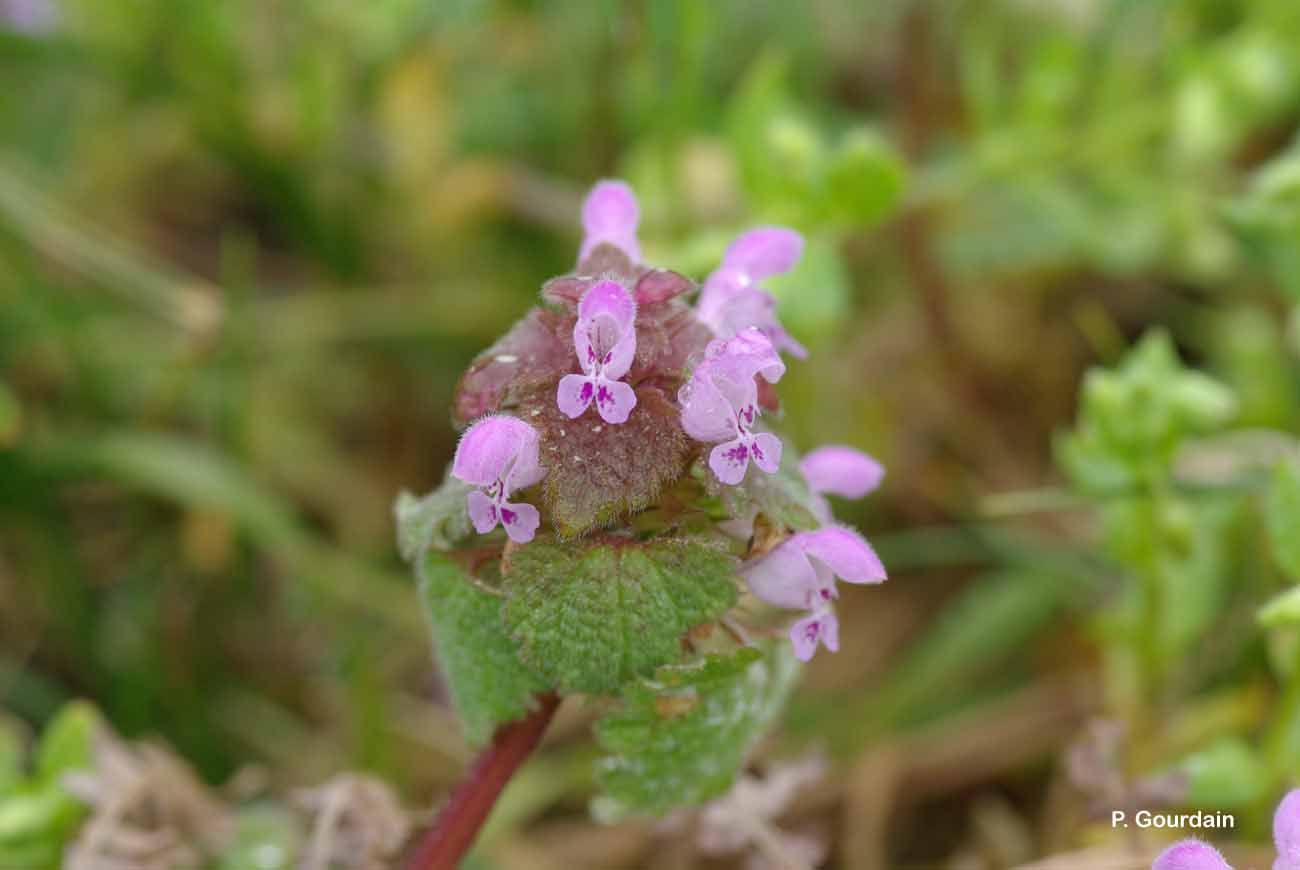 Image of purple archangel