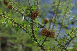 Plancia ëd Larix decidua Mill.