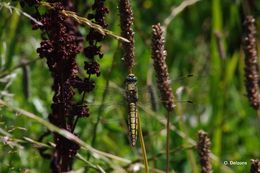 Image of Black-tailed Skimmer