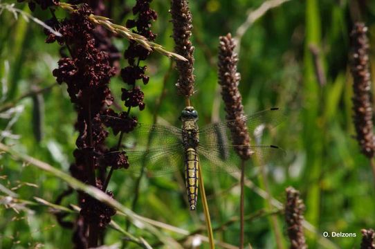 Image of Black-tailed Skimmer