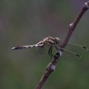 Image of White-tailed Skimmer