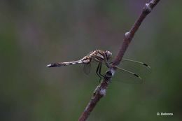 Image of White-tailed Skimmer