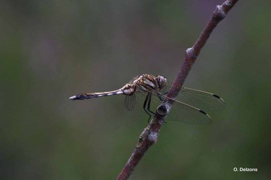 Sivun Orthetrum albistylum (Selys 1848) kuva