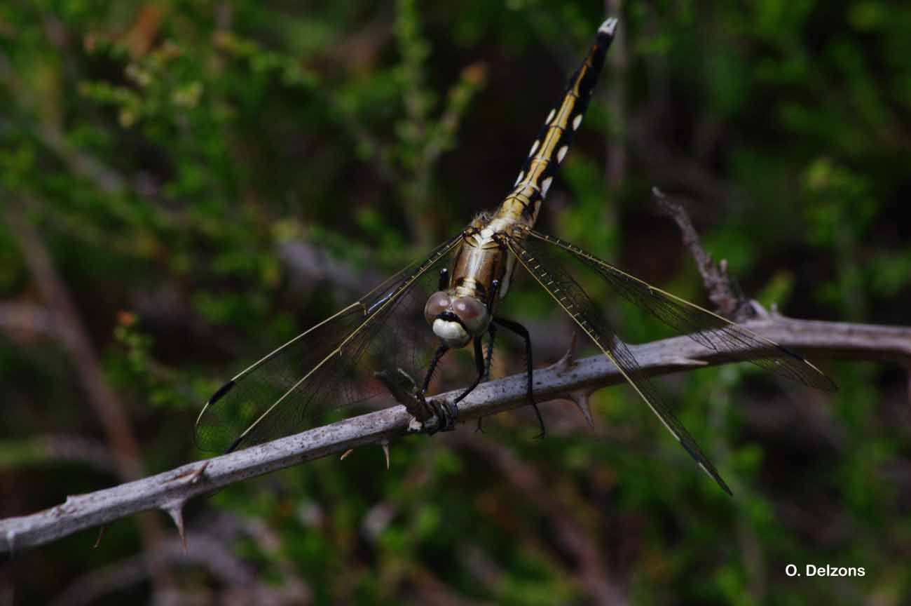 Image of White-tailed Skimmer