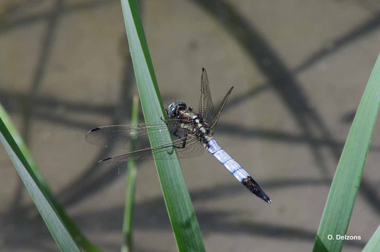 Sivun Orthetrum albistylum (Selys 1848) kuva