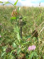 Image of White-tailed Skimmer