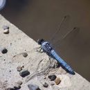 Image of Southern Skimmer