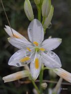 Image of St. Bernard’s lily