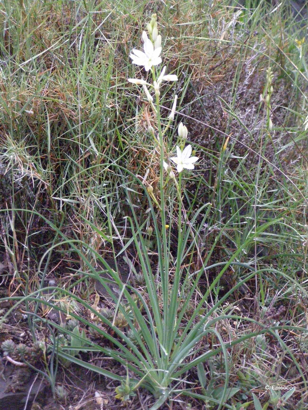 Image of St. Bernard’s lily