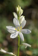 Image of St. Bernard’s lily