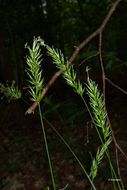 Image of Sweet vernal grass