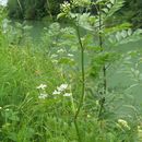 Imagem de Anthriscus sylvestris (L.) Hoffm.