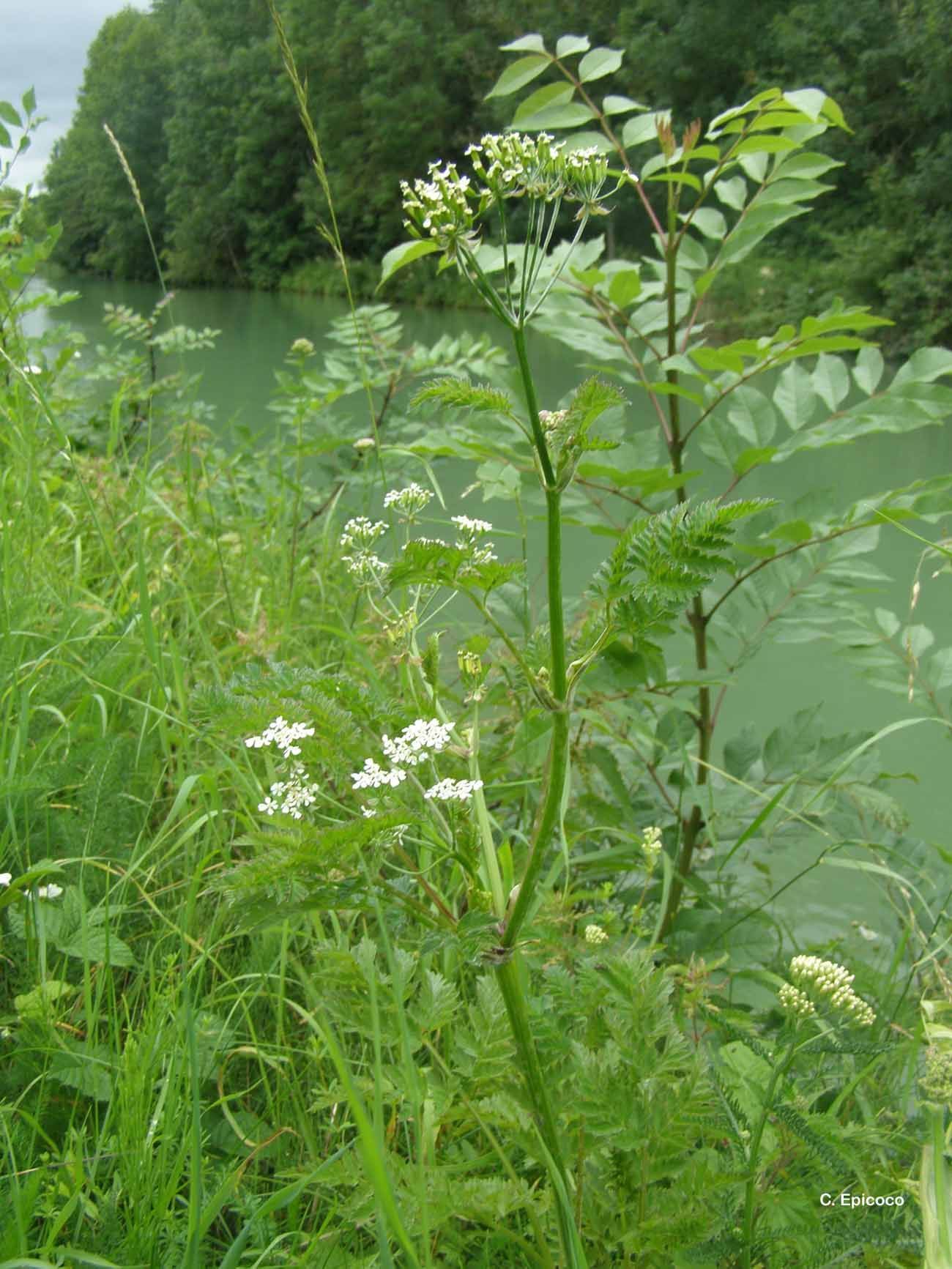 Image of Cow Parsley