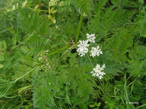 Imagem de Anthriscus sylvestris (L.) Hoffm.