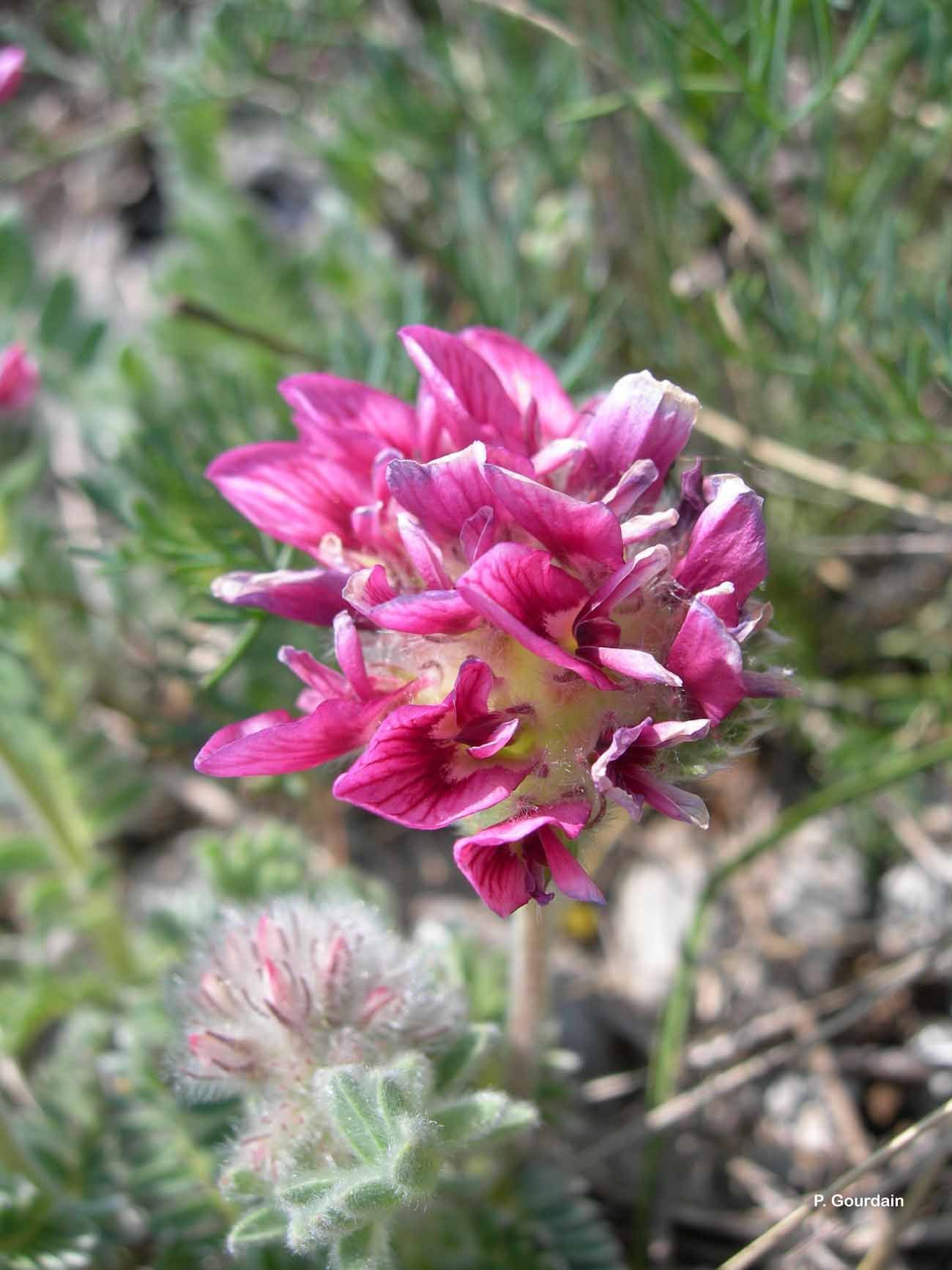 Image of Mountain Kidney Vetch