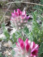 Image of Mountain Kidney Vetch